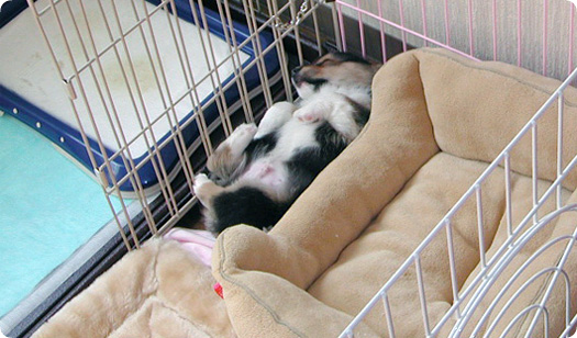 犬用ベッドを知らない、コーギー